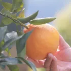タカミ・ファームの特徴